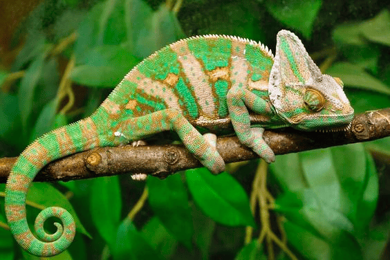Camouflage Chameleons