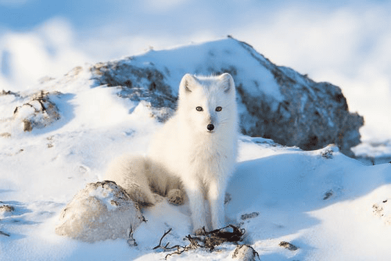 Arctic Fox Canada