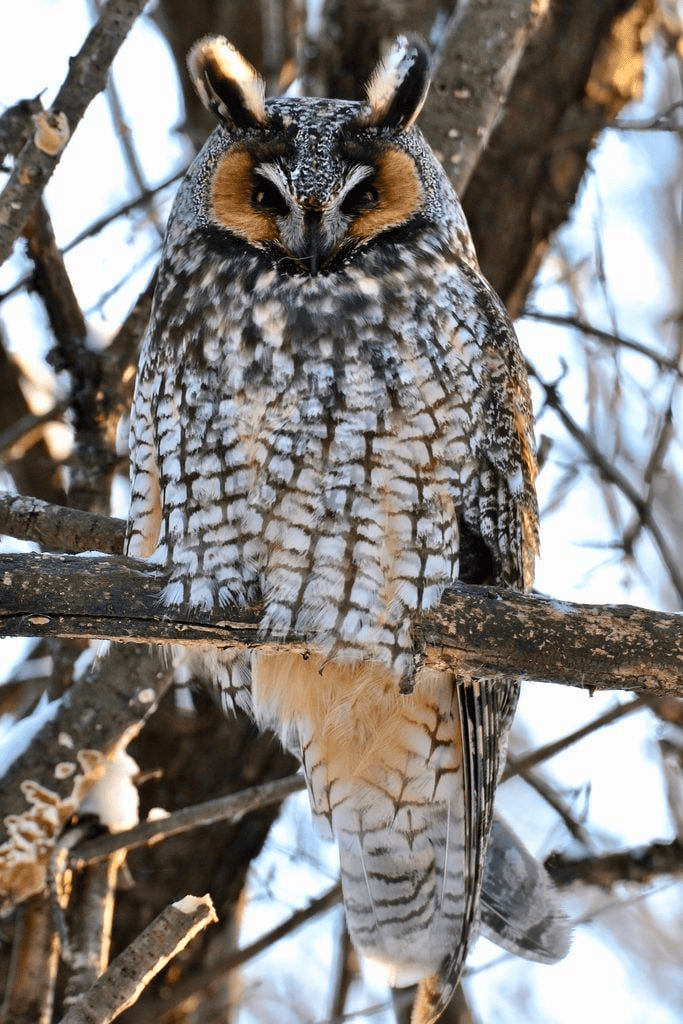 Owl camoiuflage