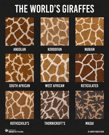 giraffe patterns