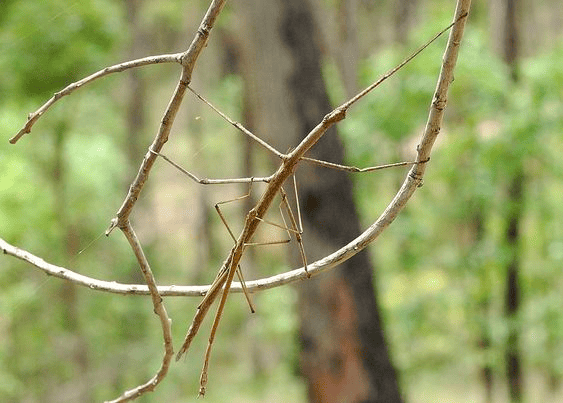 Nature Camouflage of Stick Insects